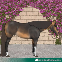 Horse Color:Buckskin Tobiano