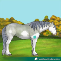 Horse Color:Watercolor Bay Sabino Splash