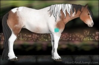Horse Color:Brown Sabino Tobiano