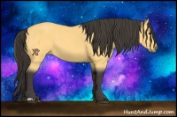 Horse Color:Buckskin 
