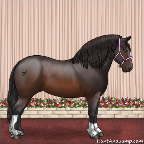 Horse Color:Buckskin Tobiano