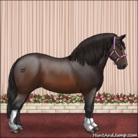 Horse Color:Buckskin Tobiano 