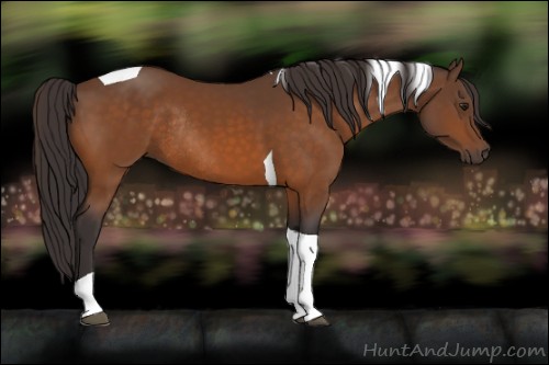 Horse Color:Buckskin Tobiano Rabicano 