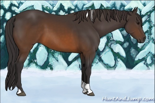 Horse Color:Buckskin Tobiano