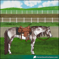 Horse Color:Platinum White Spotted Chocolate Brown Onyx 