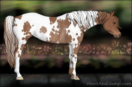 Horse Color:White Spotted Chestnut Rabicano 