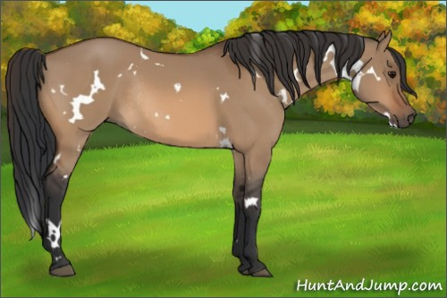 Horse Color:White Spotted Bay Dun Rabicano 