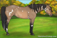 Horse Color:White Spotted Bay Dun Rabicano 