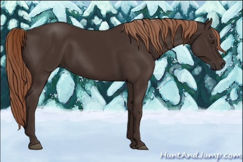 Horse Color:Liver Chestnut 
