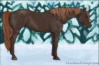Horse Color:Liver Chestnut 