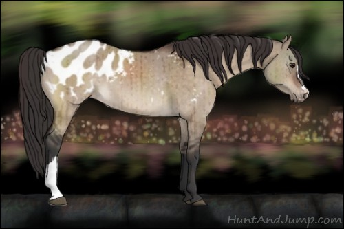 Horse Color:Brown Dun Appaloosa Brindle 