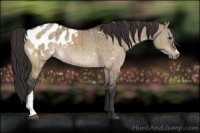 Horse Color:Brown Dun Appaloosa Brindle 