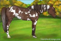 Horse Color:White Spotted Liver Chestnut Rabicano 