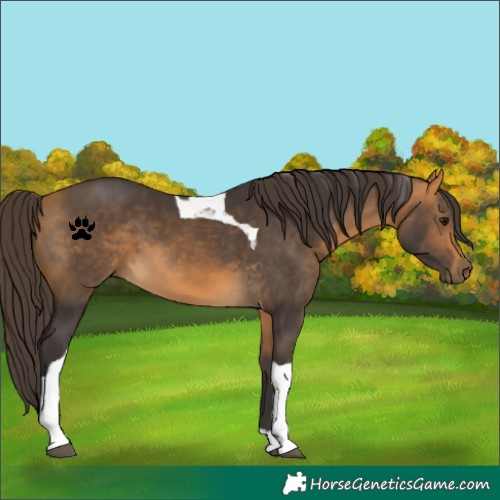 Horse Color:Buckskin Tobiano 