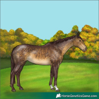Horse Color:Chocolate Buckskin 