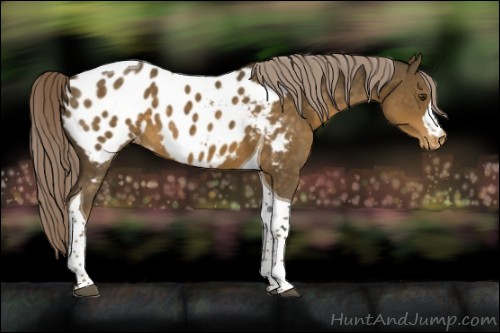Horse Color:Chocolate Palomino Tobiano Appaloosa 