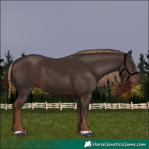 Horse Color:Liver Chestnut 