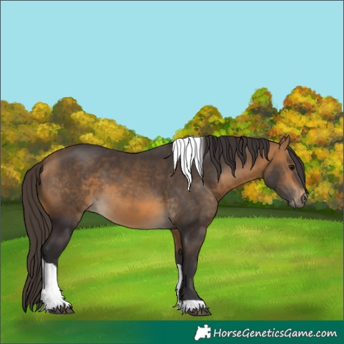 Horse Color:Buckskin Tobiano