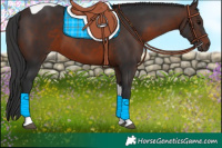 Horse Color:Brown Tobiano 