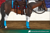 Horse Color:Brown Tobiano 