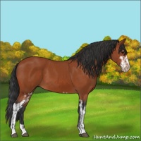 Horse Color:Bay Sabino Rabicano  and Bay Sabino 