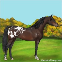 Horse Color:Brown Appaloosa 
