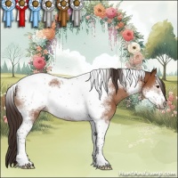 Horse Color:Bay Sabino Tobiano Frame Rabicano