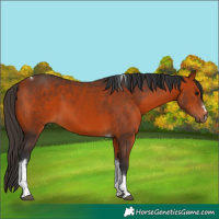 Horse Color:Bay Tobiano 