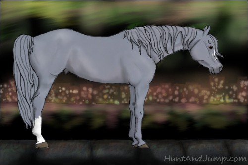 Horse Color:Unknown 