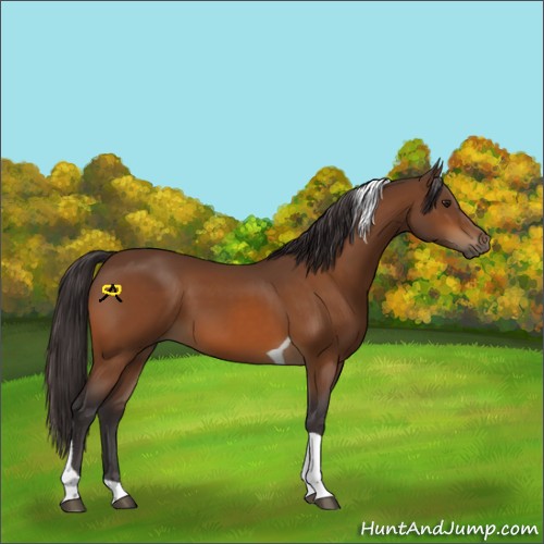 Horse Color:Buckskin Tobiano 