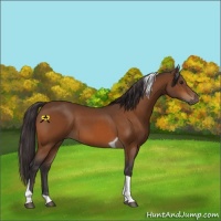 Horse Color:Buckskin Tobiano 