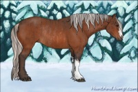 Horse Color:Bay Rabicano  and Silver Bay Rabicano 