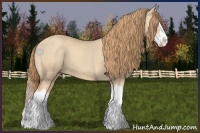 Horse Color:Gold Champagne Dun Splash 