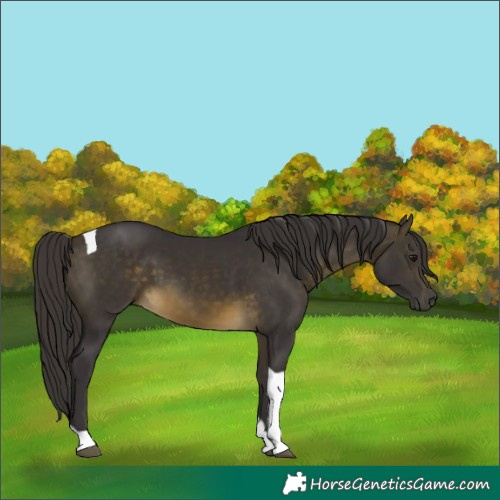 Horse Color:Buckskin Tobiano
