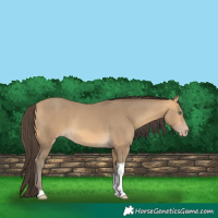 Horse Color:Sable Cream Champagne Tobiano 