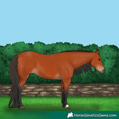 Horse Color:Bay 
