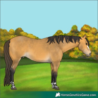 Horse Color:Buckskin 