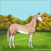 Horse Color:Bay Pearl Sabino Splash Rabicano 