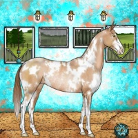 Horse Color:White Spotted Brown Pearl Sabino Rabicano 