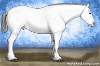 Horse Color:Liver Chestnut Tobiano Appaloosa 