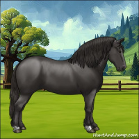 Horse Color:Smoky Black 