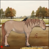 Horse Color:Red Dun Roan 