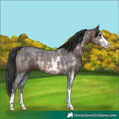 Horse Color:Brown Sabino