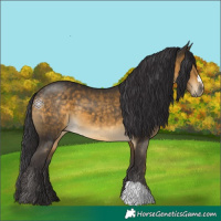 Horse Color:Buckskin 