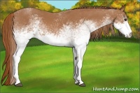 Horse Color:White Spotted Chestnut