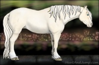 Horse Color:Palomino Roan Pearl Sabino 