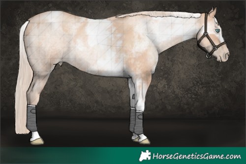 Horse Color:Gold Champagne Roan Pearl Rabicano  and White Spotted Gold Champagne Pearl Rabicano 