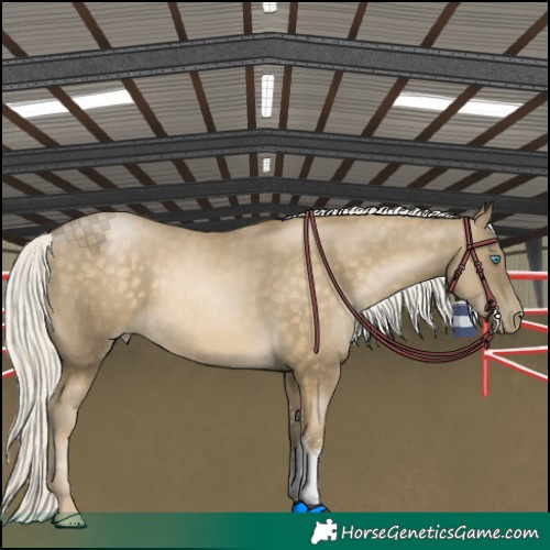 Horse Color:Silver Buckskin Pearl Sabino 