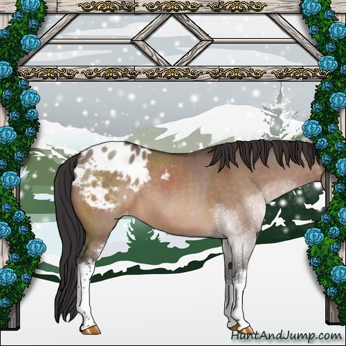 Horse Color:White Spotted Brown Dun Sabino Appaloosa 