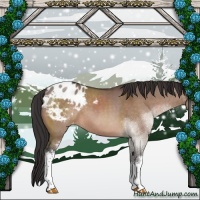 Horse Color:White Spotted Brown Dun Sabino Varnish 